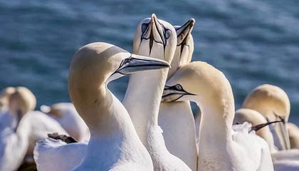 九游官网：开启你的手游新纪元，官方品质尽显全部精彩