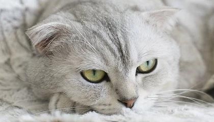 天天盈球-斯佳辉2-6不敌威尔逊 止步斯诺克大师赛首轮